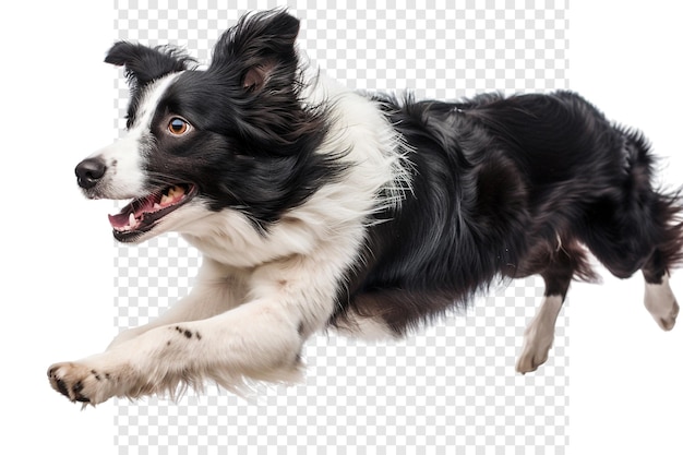 PSD border collie leaping in midair