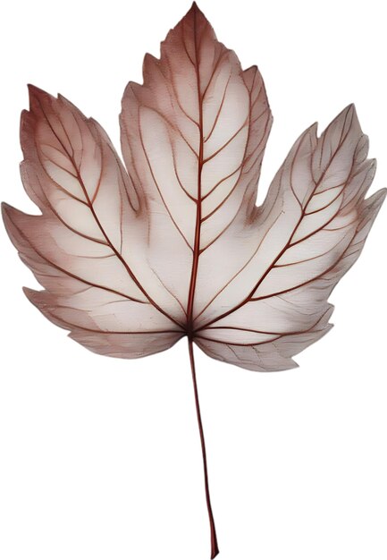 Botanical minimalist leaf Leaf Clipart