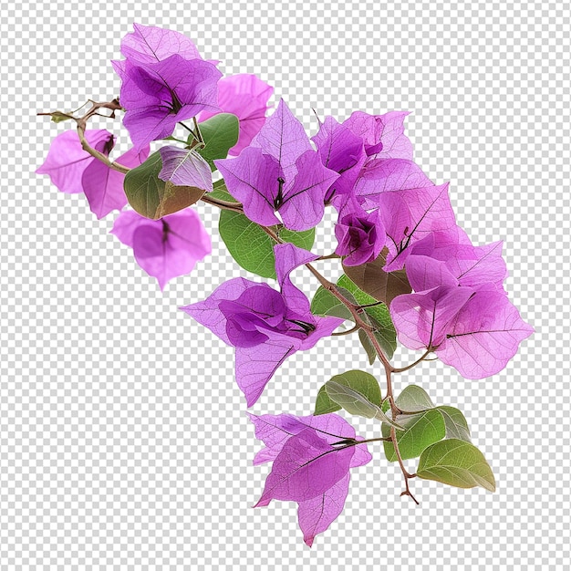 Bougainvillea flower isolated on transparent background