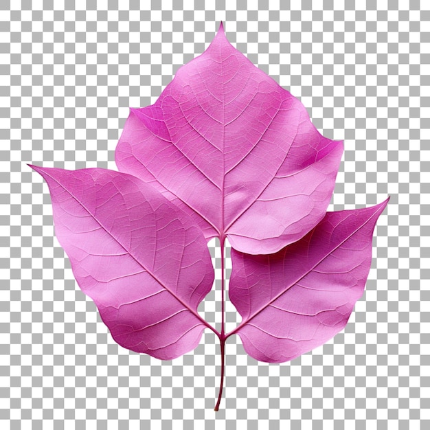 Bougainvillea leaf on transparent background