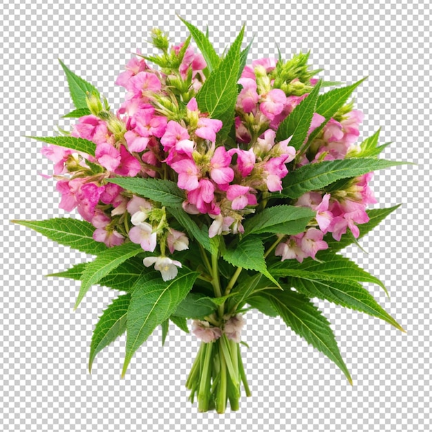 bouquet of balsam flowers on transparent background