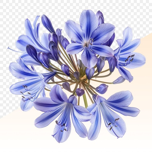 PSD a bouquet of blue flowers is shown on a transparent background