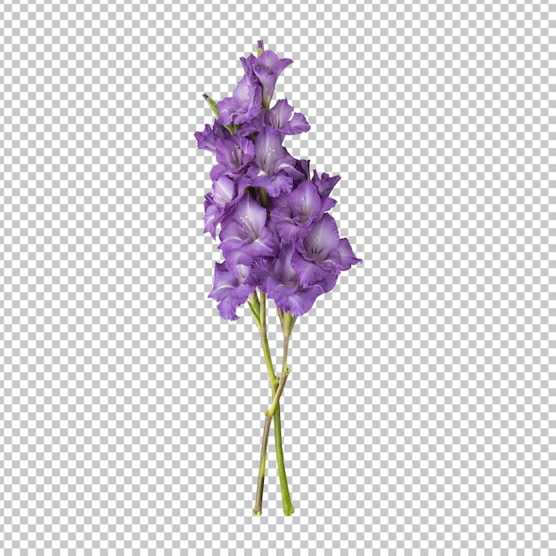 Bouquet of gladiolus flowers isolated rendering