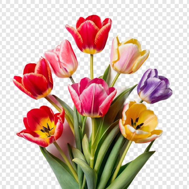 a bouquet of tulips with a white background