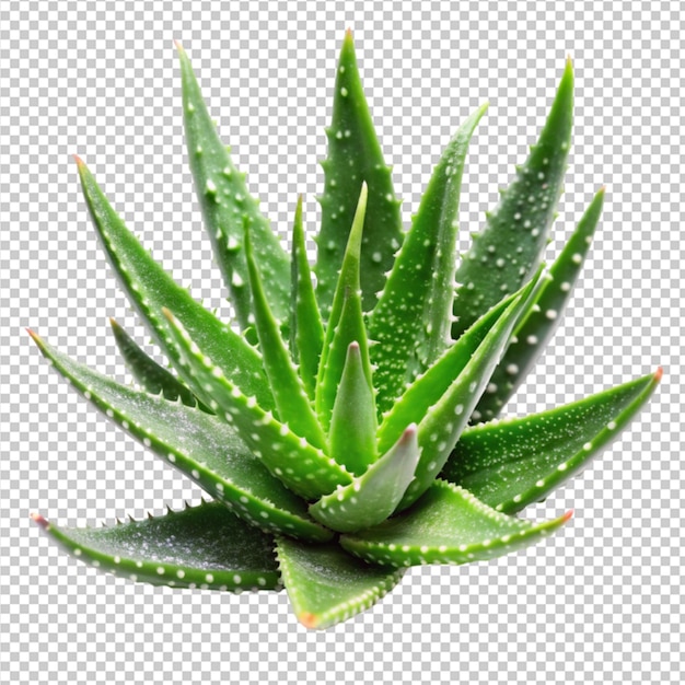 branch of aloe Vera