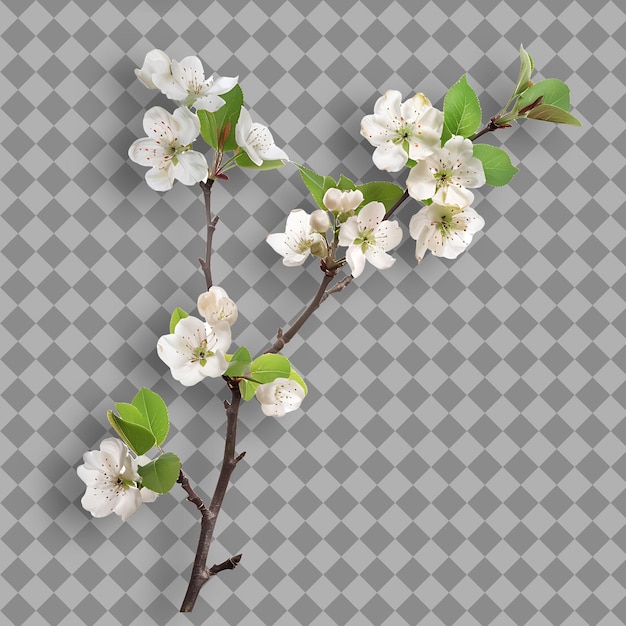 PSD a branch of a cherry tree with a white flower on it