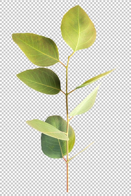 Branch eucalyptus leaf transparency isolated background