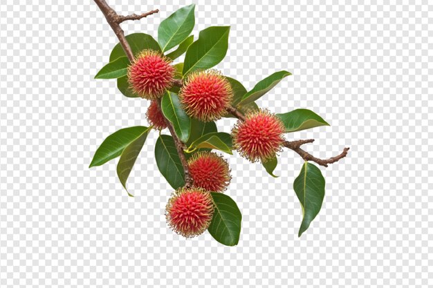 PSD branch of fresh rambutans with green leaves isolated on a transparent background