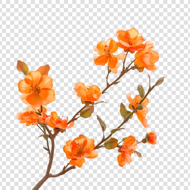 Branch of orange flower isolated on transparent background