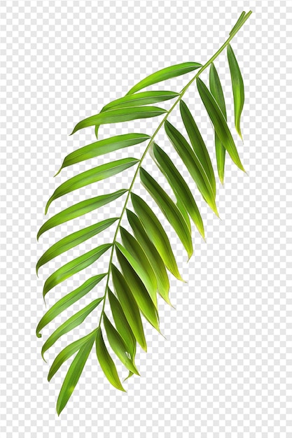 a branch of a palm tree on transparent background