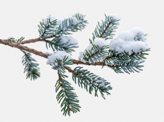 PSD a branch of a pine tree with snow on it and the background is a white background