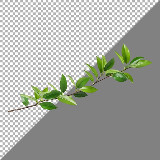 A branch of a plant with green leaves on transparent background Ai generated