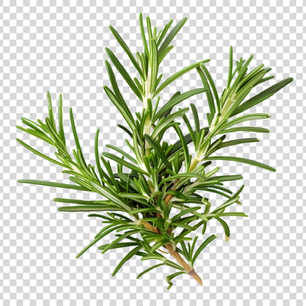 A branch of a plant with green leaves on a transparent background