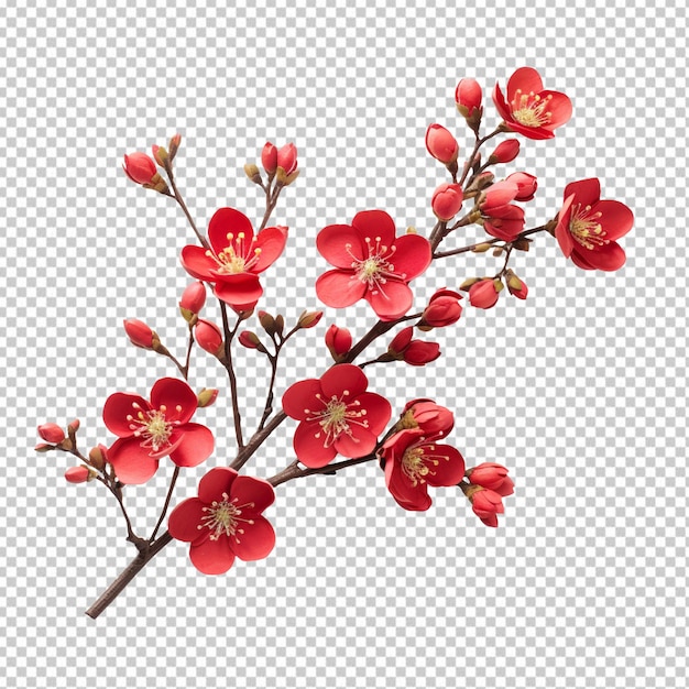 Branch of red flower isolated on transparent background