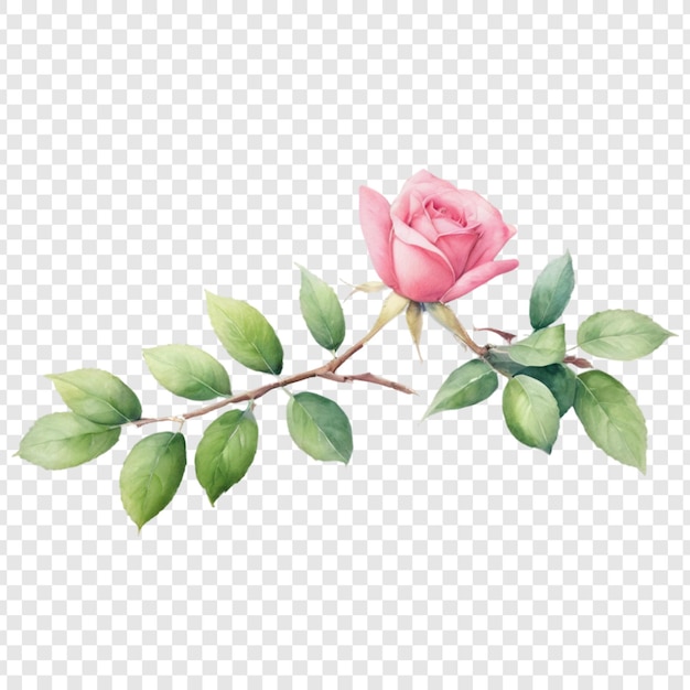 a branch of a rose sits on a white background