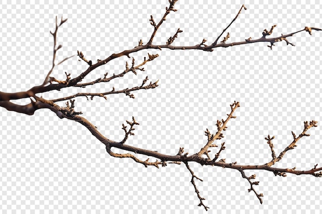 branch of tree with bud flower isolated on transparent background