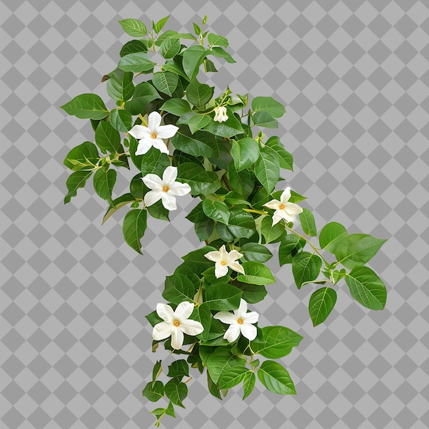 a branch of white flowers with green leaves and white background