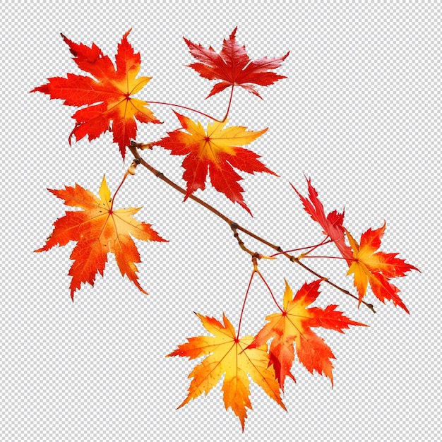 a branch with autumn leaves