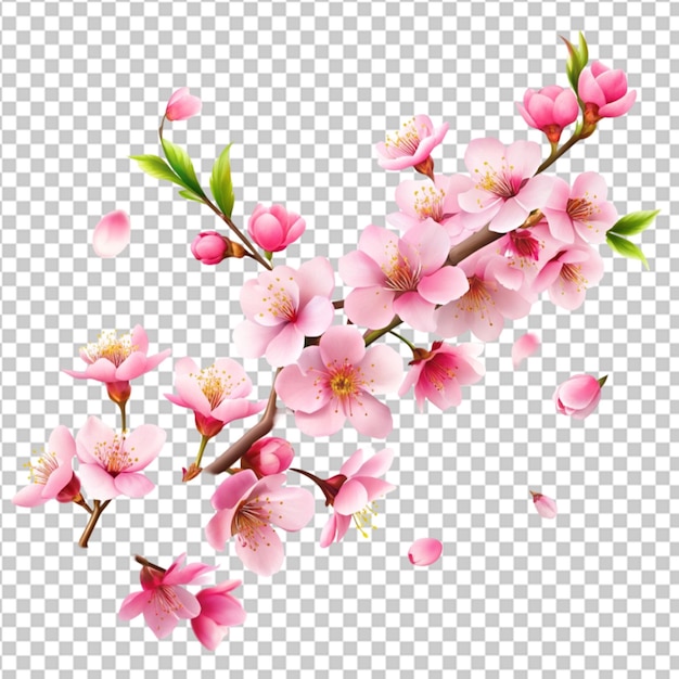 branch with beautiful sakura flowers and falling on transparent background