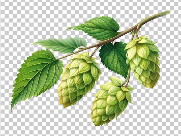 PSD branch with ripe hop cones