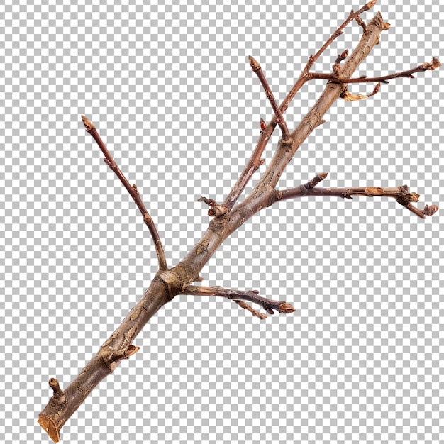 PSD a branch with a twig on it is shown on transparent background png