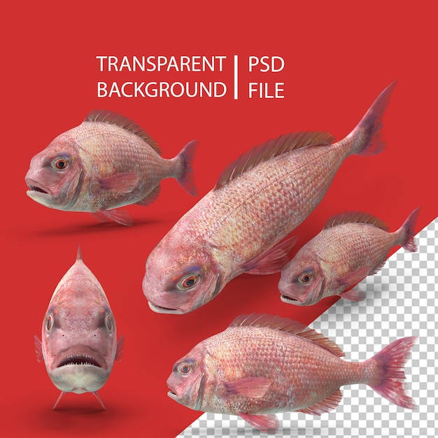 Bream Fish PNG