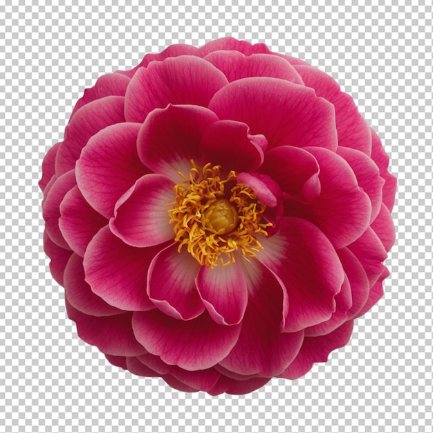 PSD bright pink camellia with layered petals isolated