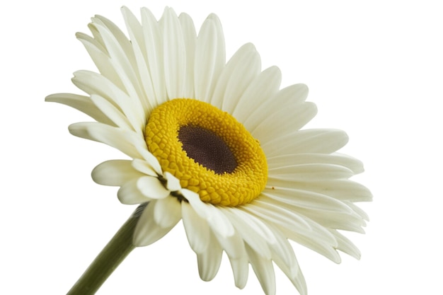 Bright sunflower with green petals