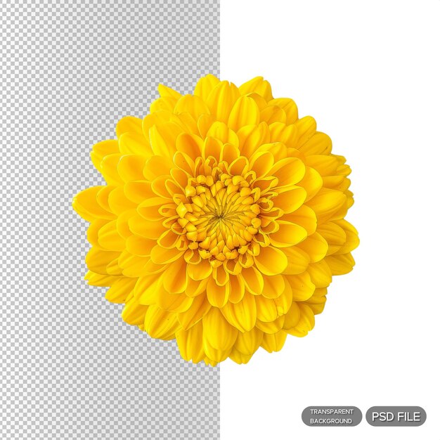 PSD bright yellow chrysanthemum flower isolated on black background vibrant botanical closeup for nature and floral design