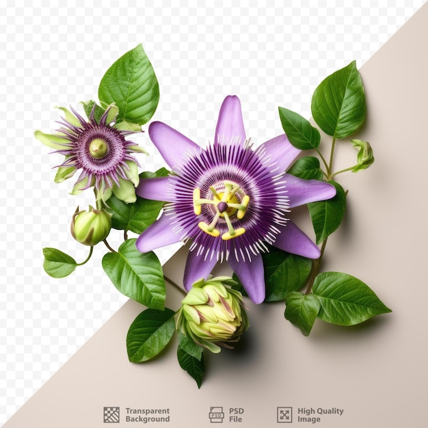 Brightly colored Passiflora edulis displayed against a transparent background surrounded by blank space