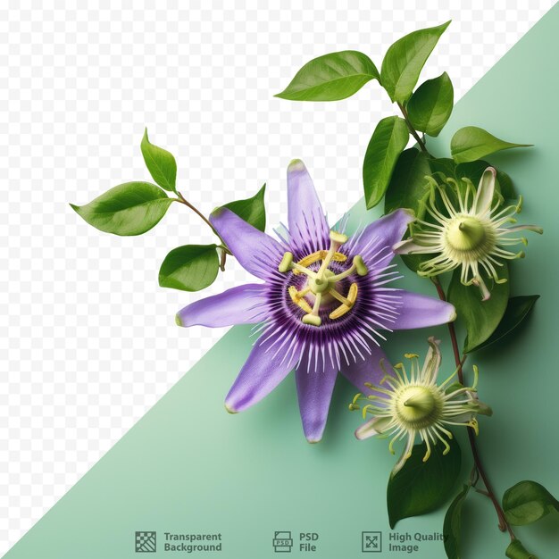 PSD brightly colored passiflora edulis displayed against a transparent background surrounded by blank space