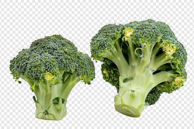 broccoli isolated on transparent background