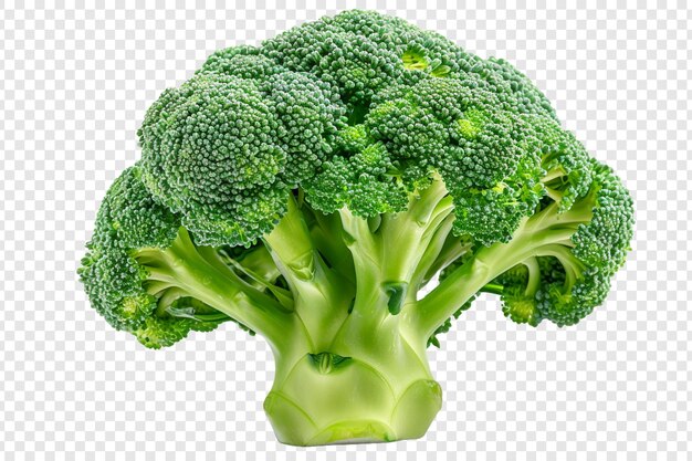 broccoli isolated on transparent background