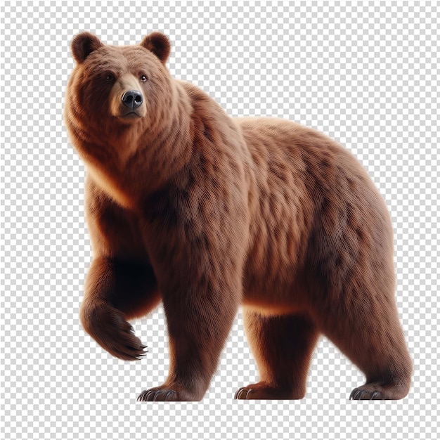 a brown bear is standing on a white background