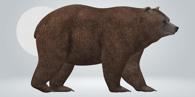 PSD brown bear isolated on a transparent background