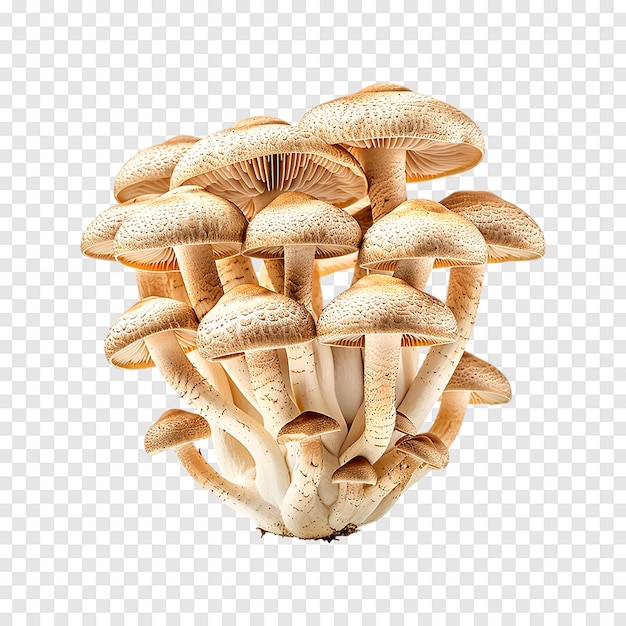 Brown beech mushrooms or Shimeji mushroom isolated on a transparent background