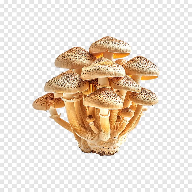 PSD brown beech mushrooms or shimeji mushroom in wooden bowl isolated on transparent background