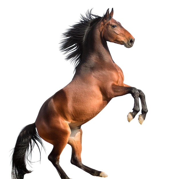 PSD brown horse running on white background