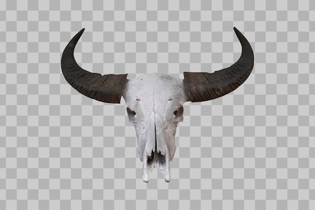 Buffalo skull