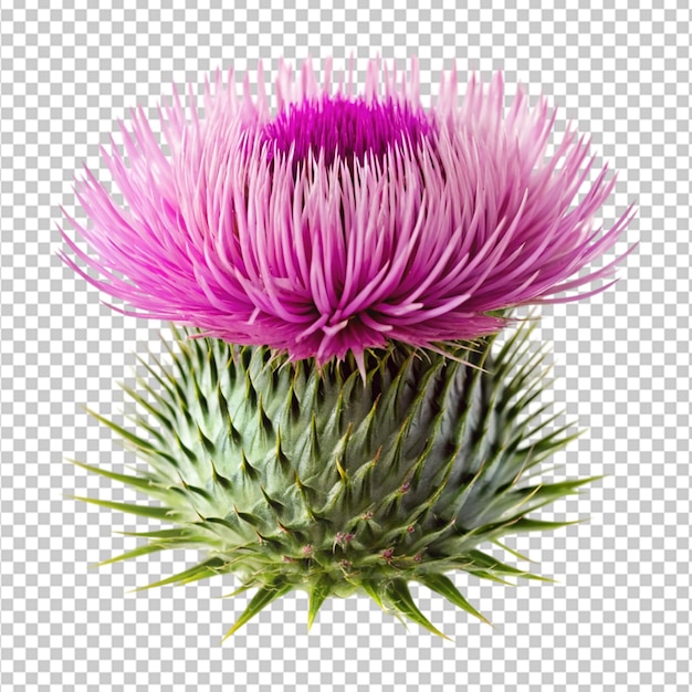 PSD bull thistle flower on transparent background