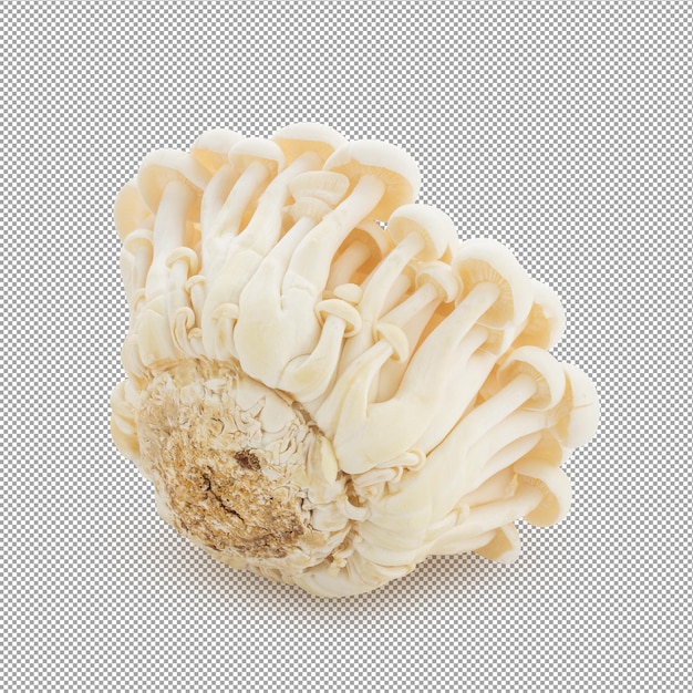 Bunapi mushroom White beech mushrooms Shimeji mushroom isolated on an alpha background