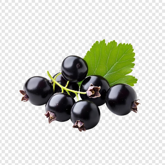 PSD a bunch of black grapes with green leaves on a transparent background