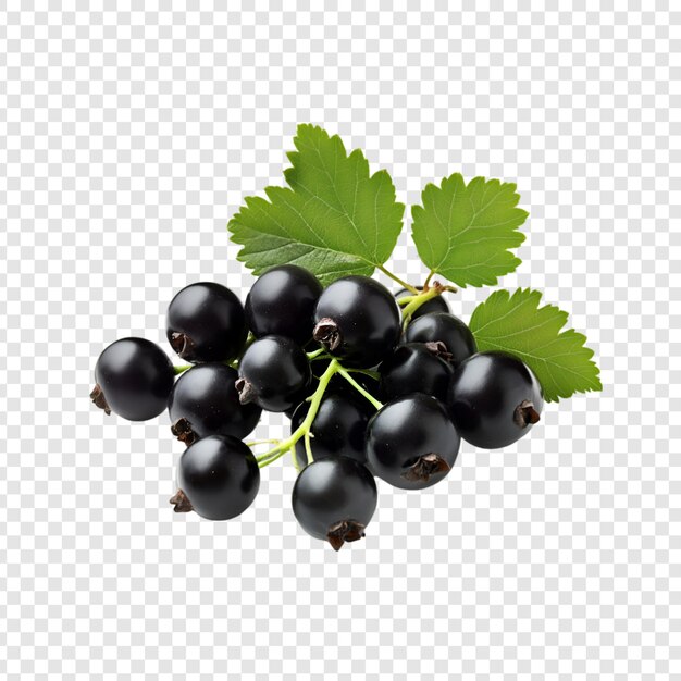 PSD a bunch of blackberries with green leaves on a transparent background