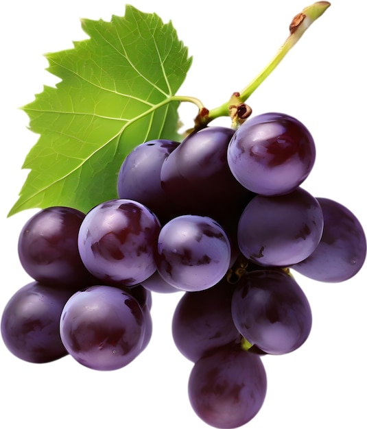 A bunch of dark purple grapes with a green leaf attached