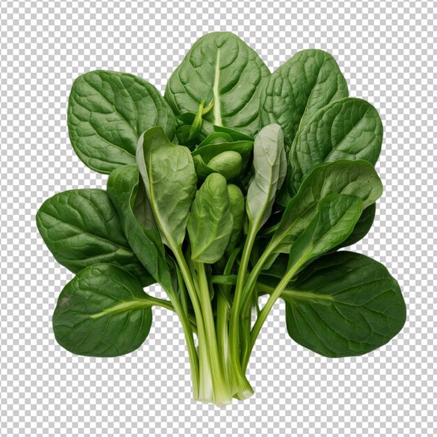 PSD bunch of fresh spinach leaves isolated