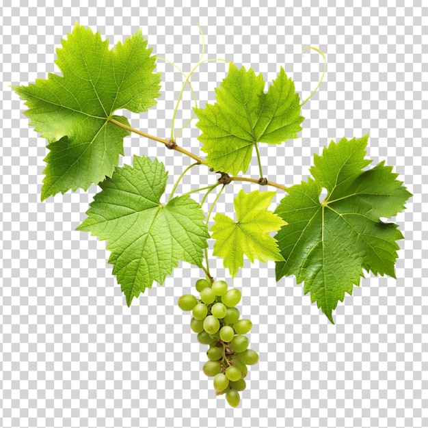 A bunch of green grapes hanging from a vine with leaves on transparent background