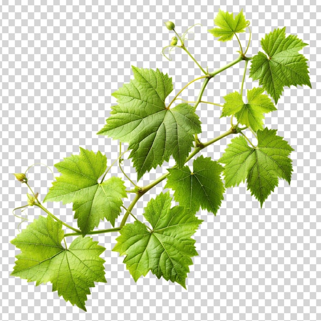 A bunch of green grapes hanging from a vine with leaves on transparent background