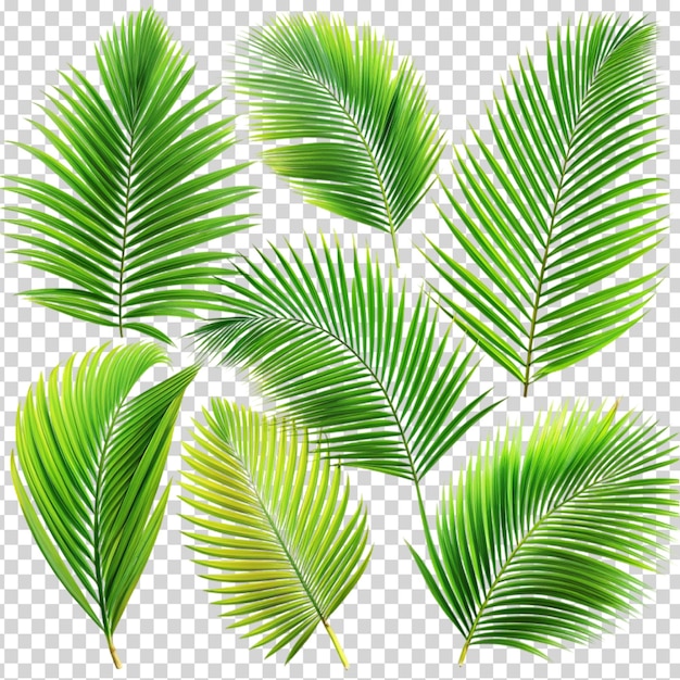 A bunch of green palm leaves on transparent background