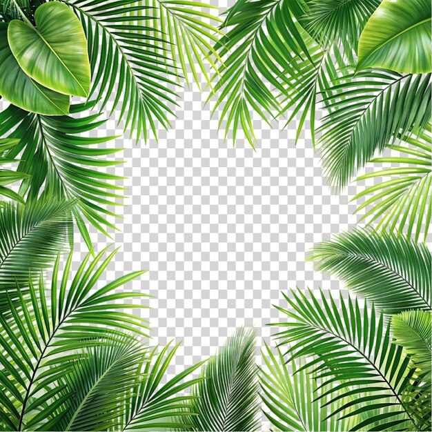 A bunch of green palm trees in a tropical setting on transparent background