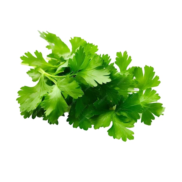 a bunch of green parsley is laying on a white background